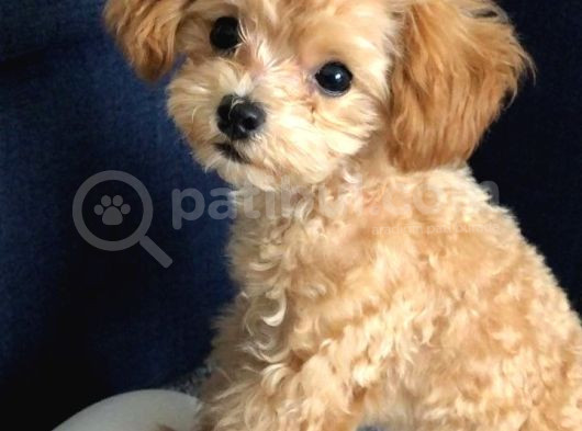 Kahve Tonlu Puppy Kıvırcık Tüylü Malti̇po Ci̇nsi̇ 