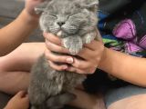Acil Sahiplendirilmesi Gereken Kedi