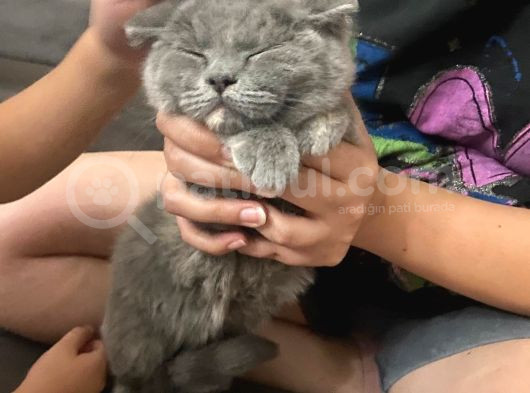 Acil Sahiplendirilmesi Gereken Kedi görsel