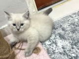 Scottish Fold Yavrularımızı Sahiplendiriyoruz