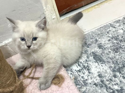 Scottish Fold Yavrularımızı Sahiplendiriyoruz görsel