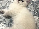 Scottish Fold Yavrularımızı Sahiplendiriyoruz