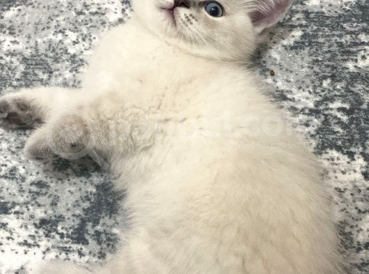 Scottish Fold Yavrularımızı Sahiplendiriyoruz görsel