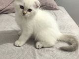 Scottish Fold Yavrularımızı Sahiplendiriyoruz