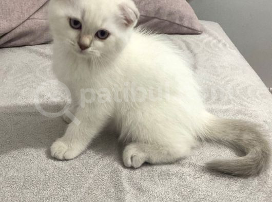 Scottish Fold Yavrularımızı Sahiplendiriyoruz görsel
