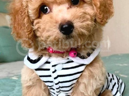 Kahve Tonlu Mini Boy Puppy Sevimli Yavrular Malti̇po Ci̇nsi̇ 
