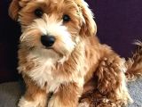 Kahve tonlu mini boy puppy sevimli yavrular MALTİPO CİNSİ 