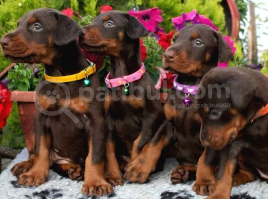 A Kalite Çok Uyguna Doberman Yavrular