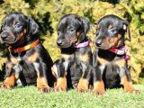 A Kalite Çok Uyguna Doberman Yavrular