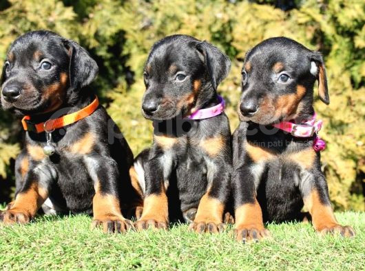 A Kalite Çok Uyguna Doberman Yavrular görsel