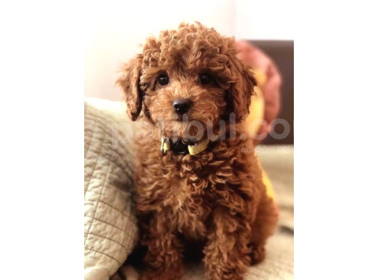 Kıpkırmızı Red Tooy Poodle Sevimli Yavrular  görsel