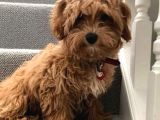 Red Braw Kıpkırmızı Ev Üretimi Tooy Poodle 
