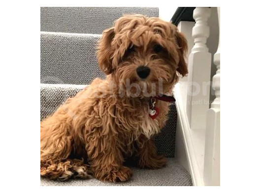 Kıpkırmızı Red Tooy Poodle Sevimli Yavrular 