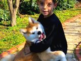 Safkan Soykütük Sertifika Belgeli Japon Akita Yavrular