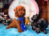 En akıllı apartman köpeği a SCRLİ toy poodle