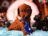 En Akıllı Apartman Köpeği A Scrli̇ Toy Poodle
