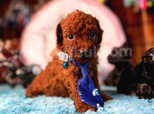 En Akıllı Apartman Köpeği A Scrli̇ Toy Poodle görsel