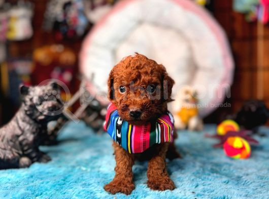 En Akıllı Apartman Köpeği A Scrli̇ Toy Poodle görsel