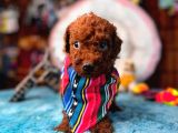En Akıllı Apartman Köpeği A Scrli̇ Toy Poodle