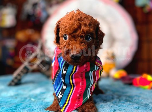 En Akıllı Apartman Köpeği A Scrli̇ Toy Poodle görsel