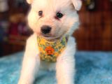 Ayi̇ Yavrusu Samoyed A Kali̇te Irk