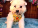 Ayi̇ Yavrusu Samoyed A Kali̇te Irk