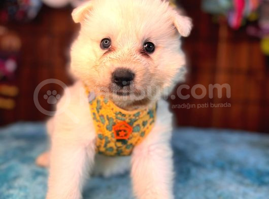 Ayi̇ Yavrusu Samoyed A Kali̇te Irk görsel