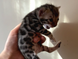 Safkan Bengal Yavruları