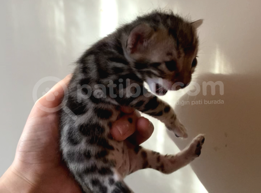 Safkan Bengal Yavruları görsel