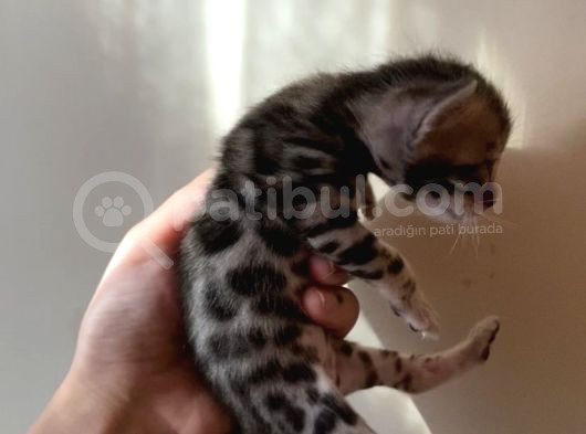 Safkan Bengal Yavruları