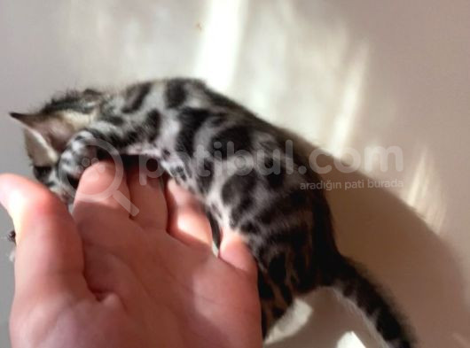 Safkan Bengal Yavruları görsel