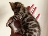 Safkan Bengal Yavruları