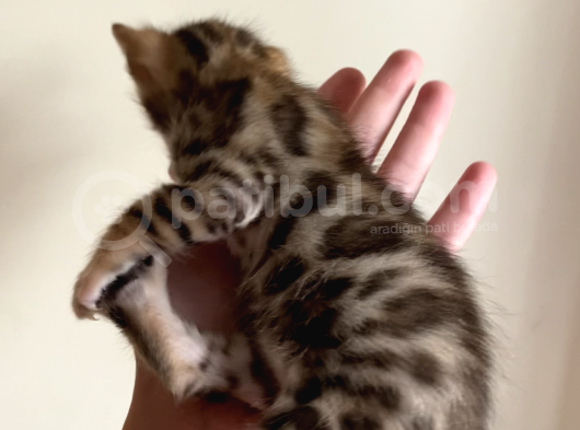 Safkan Bengal Yavruları görsel