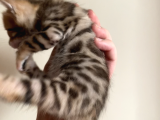 Safkan Bengal Yavruları