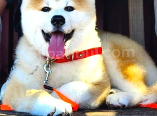 Safkan Soykütük Sertifika Belgeli Japon Akita Yavrular görsel