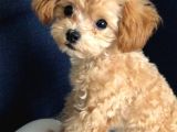 Kahve Tonlu Mini Boy Puppy Sevimli Yavrular Malti̇po Ci̇nsi̇ 