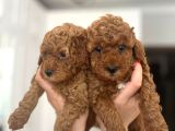 Minik Toy Poodle