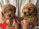 Red Brawn Poodle Bebekler