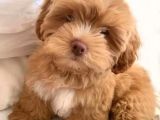 Kahve tonlu puppy kıvırcık tüylü MALTİPO CİNSİ 