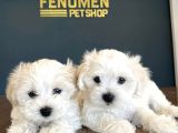 MİNİ MİNİ MALTESE TERRİER YAVRULARIMIZ FENOMEN PETS ANKARA