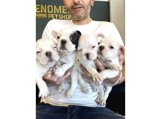 Orji̇nal Frenç Buldoğ Yavrularimiz Fenomen Pets Ankara görsel