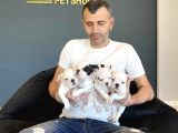 Orji̇nal Frenç Buldoğ Yavrularimiz Fenomen Pets Ankara