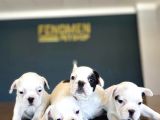 ORJİNAL FRENÇ BULDOĞ YAVRULARIMIZ FENOMEN PETS ANKARA
