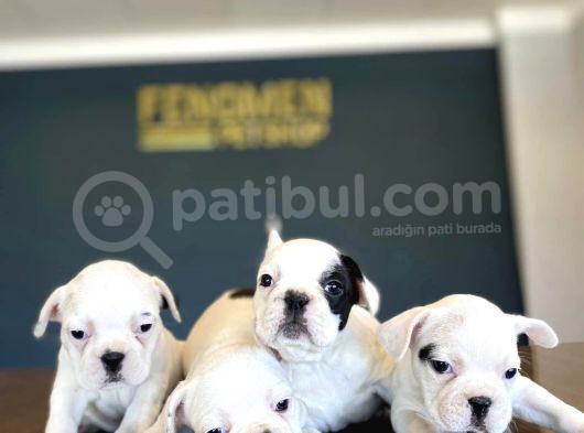 Orji̇nal Frenç Buldoğ Yavrularimiz Fenomen Pets Ankara