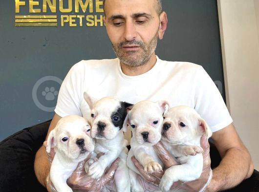 Orji̇nal Frenç Buldoğ Yavrularimiz Fenomen Pets Ankara görsel