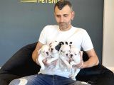 Orji̇nal Frenç Buldoğ Yavrularimiz Fenomen Pets Ankara