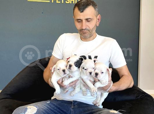 Orji̇nal Frenç Buldoğ Yavrularimiz Fenomen Pets Ankara görsel
