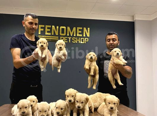 Baby Face Golden Retriewer Yavrularimiz Güncel Ankara görsel