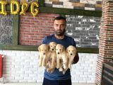 Baby Face Golden Retriewer Yavrularimiz Güncel Ankara