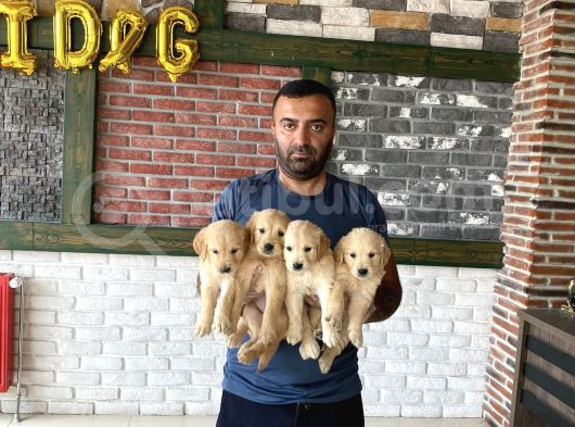 Baby Face Golden Retriewer Yavrularimiz Güncel Ankara görsel